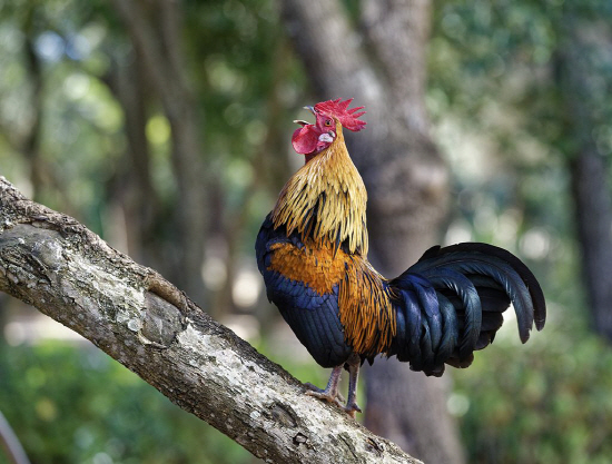 Junglefowl_on_tree