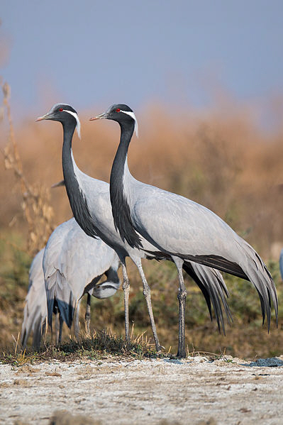 Demoiselle_Cranes_at_Tal_Chappar