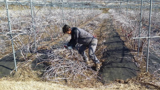 김성기 대표 복분자 딸기 나무 가지치기
