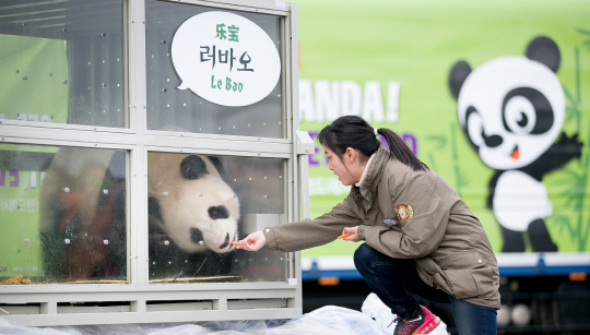 판다 공개